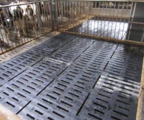 Case collective d’élevage de veaux de boucherie avec tapis caoutchouc Kura SB de Kraiburg à surface incurvée.