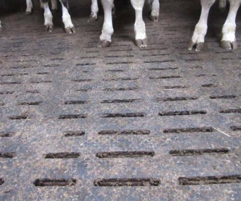 Case collective d’élevage de veaux de boucherie avec tapis caoutchouc Kura SB de Kraiburg à surface incurvée. 