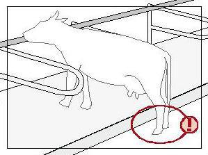 L'observation des postures des animaux permet de vérifier le bon positionnement de la barre au garrot.