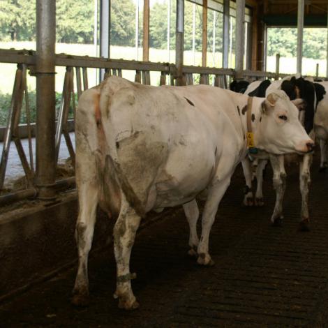 La baisse de production laitière induite par les boiteries représente un manque à gagner de l'ordre de 56 €/VL/an