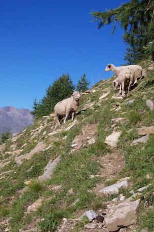 En montagne, les troupeaux de brebis maintiennent les espaces ouverts et contribuent à la prévention des avalanches.