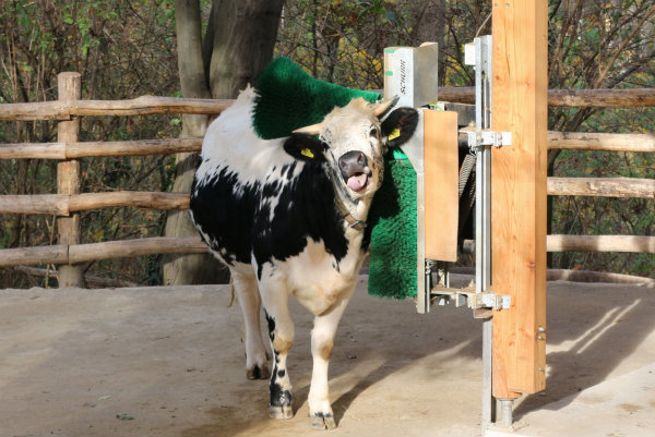 Les vaches se grattent volontiers : quand elles ont accès à une brosse, elles la fréquentent plusieurs fois par jour.