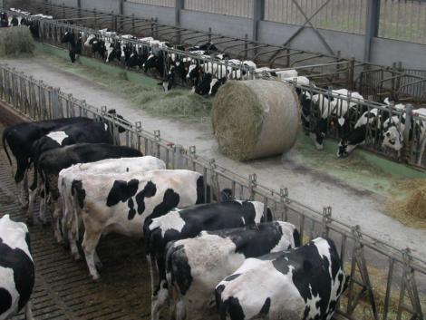 Le nombre de places au cornadis doit être au minimum égal au nombre de vaches présentes, pour favoriser l'accès des vaches craintives et dominées.