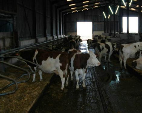 Les vaches laitières consacrent 50 à 60% de leur temps au couchage.