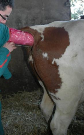 En été, l'activité ovarienne est perturbée par le stress thermique, ce qui diminue la fertilité des vaches laitières.