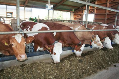 L'utilisation du Maxiboard comme parement du muret d'auge améliore le confort des vaches.