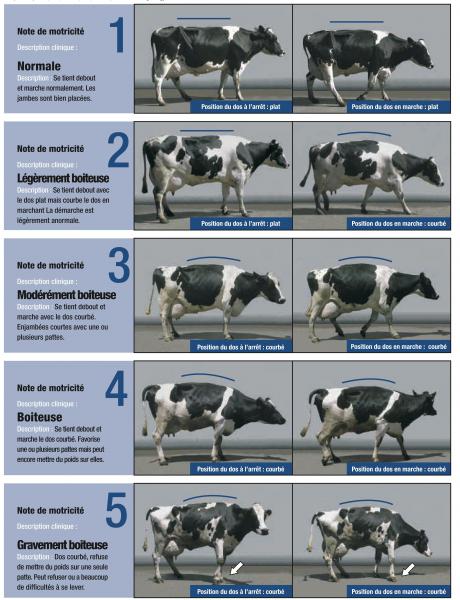 Notation de la qualité des aplombs en fonction de la posture de la vache à l'arrêt et pendant la marche.