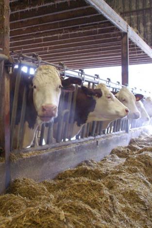 L'observation des vaches laitières fournit de précieux indicateurs sur la qualité de leur métabolisme digestif.