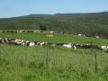 En Afrique du Sud, les élevages laitiers de plusieurs centaines de têtes sont monnaie courante.