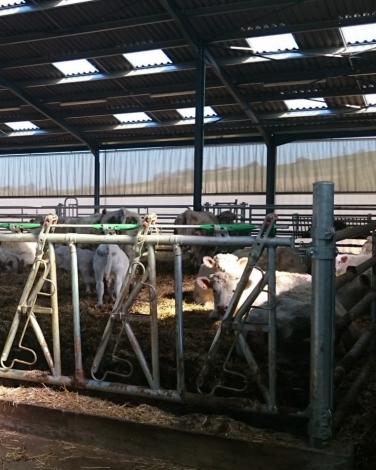 Le cheptel est constitué de 40 vaches allaitantes et 20 génisses charolaises.
