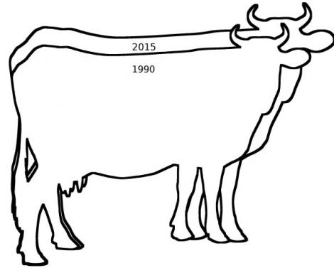 En 30 ans, le gabarit des vaches laitières a évolué.
